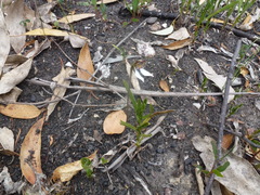 Eriochilus collinus collinus