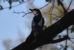 Dendrocopos major