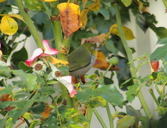 Zosterops lateralis chloronotus