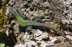 Podarcis muralis