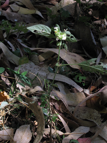 Phaulopsis imbricata image