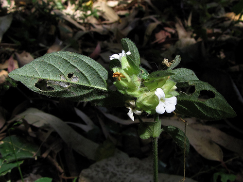 Phaulopsis imbricata image