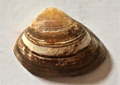 Spisula subtruncata
