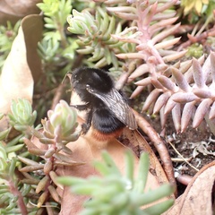 Bombus lapidarius