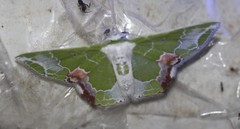 Protuliocnemis partita