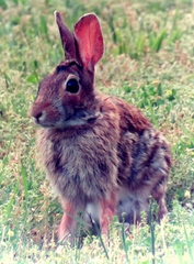 Sylvilagus obscurus