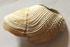 Zirfaea crispata