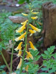 Corydalis formosana