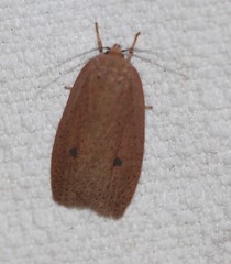 Euprionocera geminipuncta