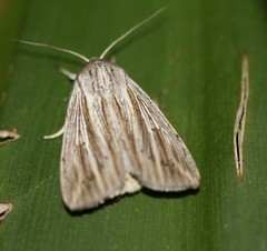 Leucania porphyrodes