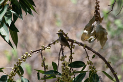 Zosterops abyssinicus