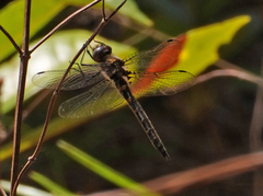 Helocordulia selysii