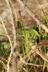Sporobolinae