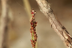 Sporobolinae