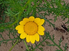 Anacyclus radiatus