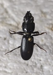 Scarites subcylindricus