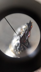 Scarites subcylindricus