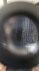 Scarites subcylindricus