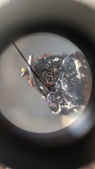 Scarites subcylindricus