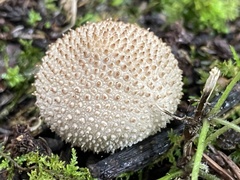 Lycoperdon bispinosum