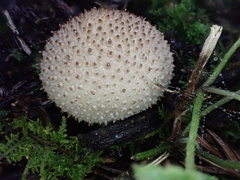 Lycoperdon bispinosum