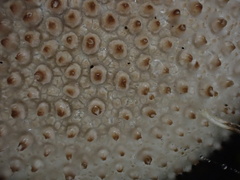 Lycoperdon bispinosum