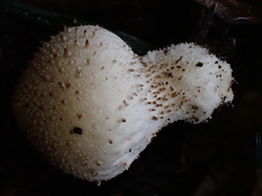 Lycoperdon bispinosum