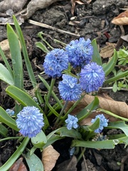 Muscari azureum