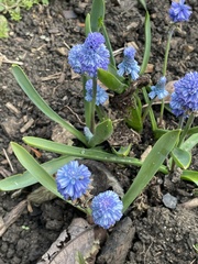 Muscari azureum