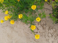 Anacyclus radiatus
