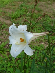 Lilium longiflorum scabrum