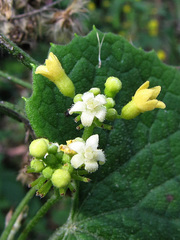 Zehneria scabra