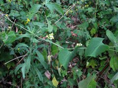 Zehneria scabra