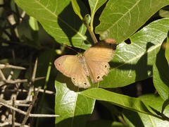 Pharneuptychia phares