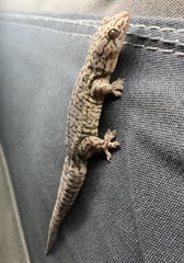 Gehyra purpurascens