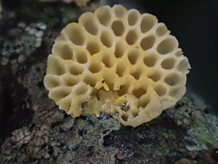 Favolaschia calocera