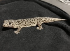 Gehyra purpurascens