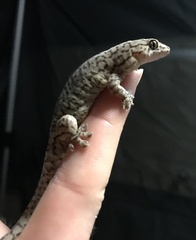 Gehyra purpurascens