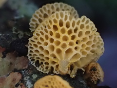 Favolaschia calocera