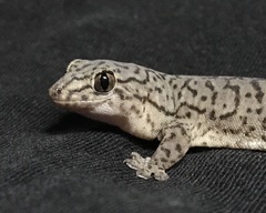 Gehyra purpurascens