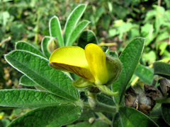 Crotalaria lachnocarpoides