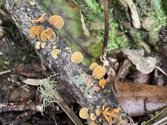 Favolaschia calocera