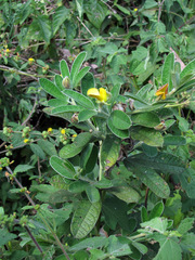 Crotalaria lachnocarpoides