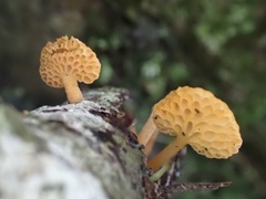 Favolaschia calocera