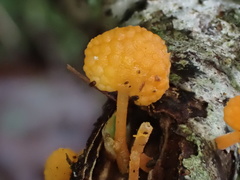 Favolaschia calocera