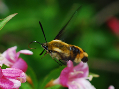 Hemaris affinis