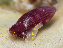 Thala lillicoi