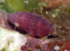 Thala lillicoi