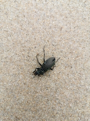 Carabus rugosus celtibericus