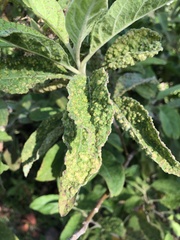 Eriophyes plucheae